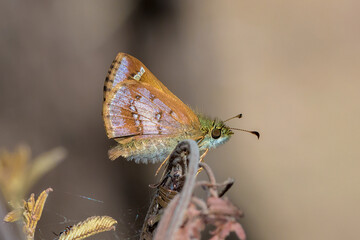 Barred Skipper Resting � A Rare Close-Up of Dispar compacta