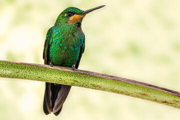 Green-crowned brilliant (Heliodoxa jacula), young male. Monteverde, Costa Rica. Selective focus on bird's eye