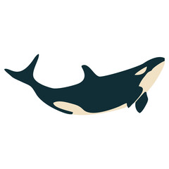 Fototapeta premium Orca whale jumping
