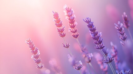 Obraz premium Lavender Flowers Blooming with Soft Light in Peaceful Floral Background