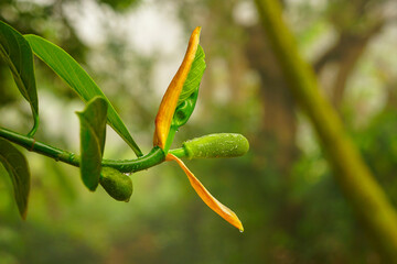 Green baby jackfruit with its inflorescence and leaves 