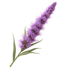 Naklejka premium Liatris spicata, purple flower stem, isolated on white background, 3D render.