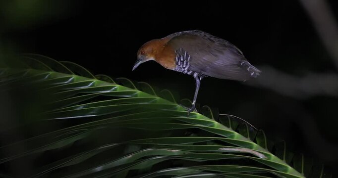 Slatylegged crake (Rallina eurizonoides) perched on tropical leaf in dense, dark rainforest environment, cautious and alert. Rainforest conservation materials or wildlife field guides.