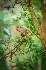 Juvenile Monkey Balancing on a Tree Branch in a Lush Green Forest