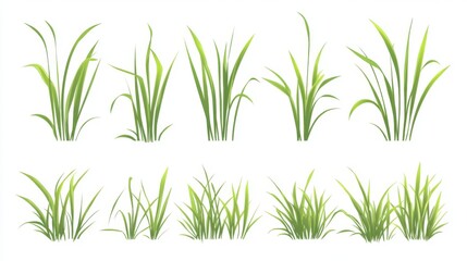 Fototapeta premium Variety of green grass blades isolated on white background for nature design