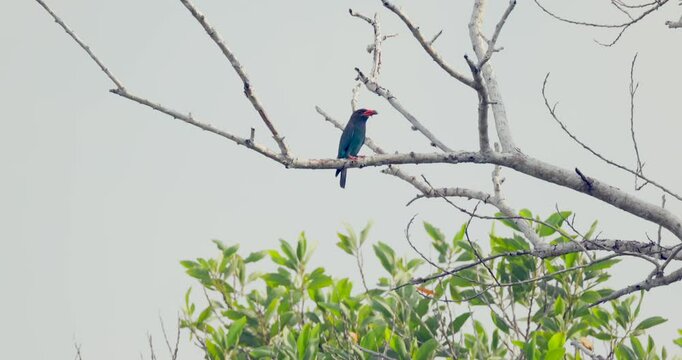 Oriental dollarbird (Eurystomus orientalis) perched on bare branch above lush green foliage against light sky background. Balanced lighting, ideal for biodiversity projects or educational posters.