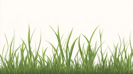 Obraz premium Fresh green grass border on white background for nature design and print