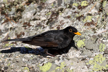Blackbird