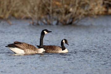 Canada goose