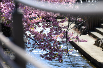 桜