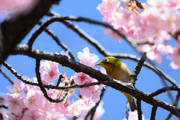 桜