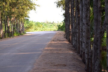 an asphalt road in a forest with pine trees in spring, road landscape with pine forest