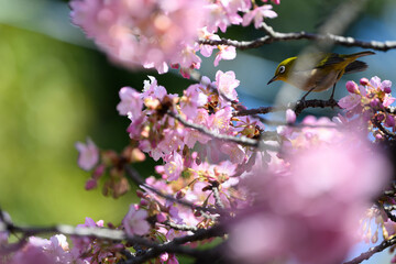 桜