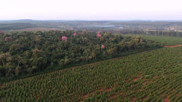 Reforestation project with Lapacho and pine trees in lush landscape, Aerial view