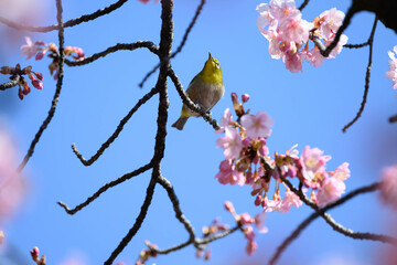 桜