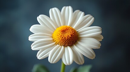 Fototapeta premium Close up Photography of a Single White Daisy Flower with Yellow Center Detailed Petals