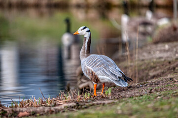 oie a t&ecirc;te barr&eacute;e