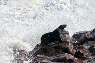 Telephoto portrait of a seal in the Cape Cross seal colony on the Namibian Coast