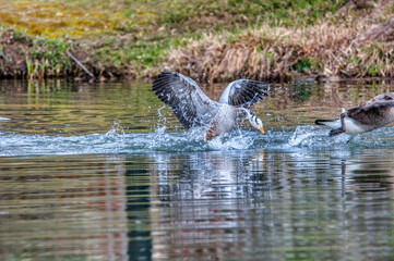 oie a t&ecirc;te barr&eacute;e