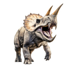 Fototapeta premium 3D Render of Roaring Triceratops Dinosaur Isolated on White Background