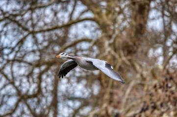 oie a t&ecirc;te barr&eacute;e