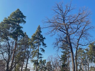 Spring blue sky and treetops