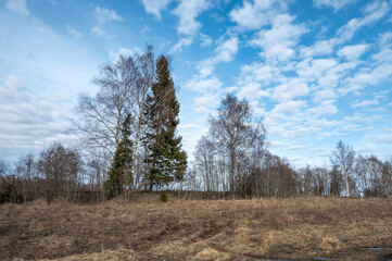 Obraz premium Bare trees and dry grass against the blue sky in early spring.