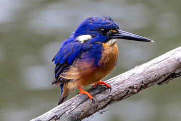 Naklejka premium Australian Azure Kingfisher perched on tree branch