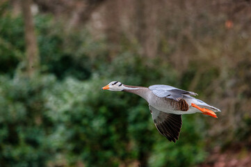 oie a t&ecirc;te barr&eacute;e