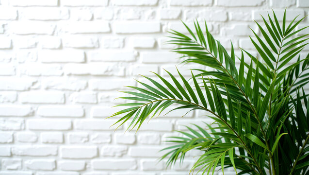 Green Plants in a Pot Against a Clean White Brick Wall: A Touch of Nature in Modern Minimalism.advertisement, banner, card,copy text space.
