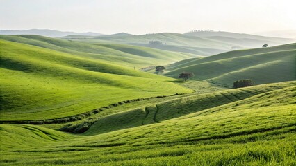 Fototapeta premium Serene Tuscan Hills Bathed In Morning Sunlight, Rolling Green Landscape Under A Soft, Hazy Sky