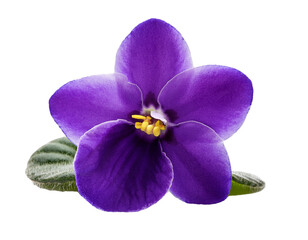 African violet flower isolated on transparent background, high quality picture
