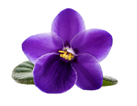 African violet flower isolated on transparent background, high quality picture