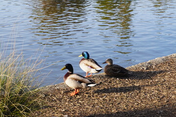 ducks at the park