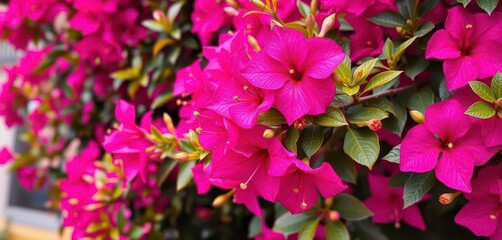 Naklejka premium Vibrant pink bougainvillea blooms tightly framed, plant, frame