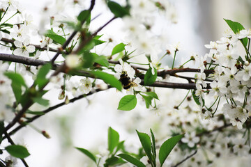 White flower on the tree. Apple and cherry blossoms. Spring flowering.