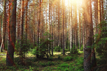Obraz premium Pine forest. Trees in the forest. Fir branches with cones. Glare of the sun.