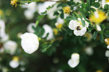 White flowers on a green bush. Spring cherry apple blossom. The white rose is blooming.