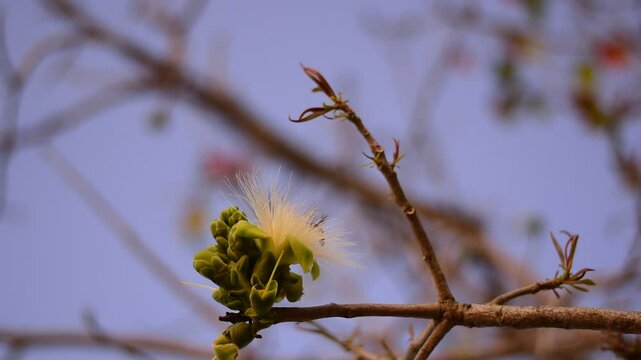 Careya sphaerica Roxb, Organic young green leaves of Careya arborea tree