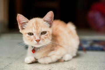 This image of a kitten sitting relaxed in front of the house door while looking at the camera was taken using a professional camera this morning.