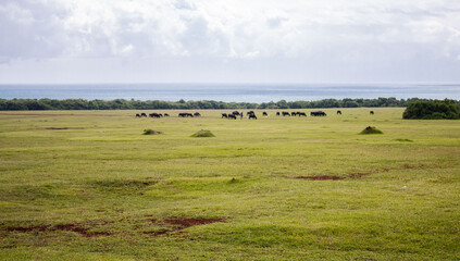 cows in the field, green grass fields in sea background horizon  