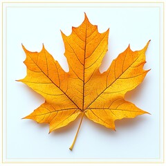 Fototapeta premium Golden Maple Leaf Close-up on White Background for Fall Season
