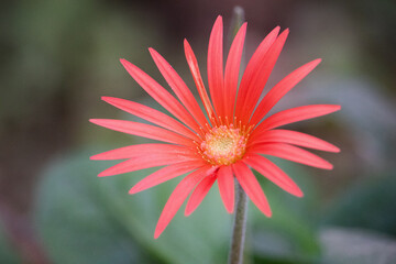 flower at Aswan botanical garden