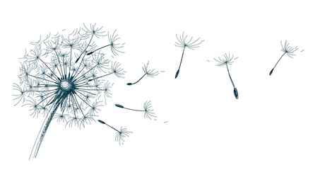 The sketch of field dandelion with seeds.  © designer_an