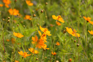 flowers and plants from Aswan Botanical Garden (Kitchener's Island) in Aswan, Egypt