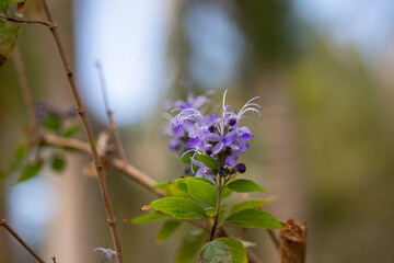 flowers and plants from Aswan Botanical Garden