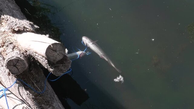 Fish Swimming While on a Stringer
