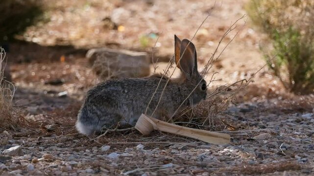 Desert cotton tail bunny rabbit foraging