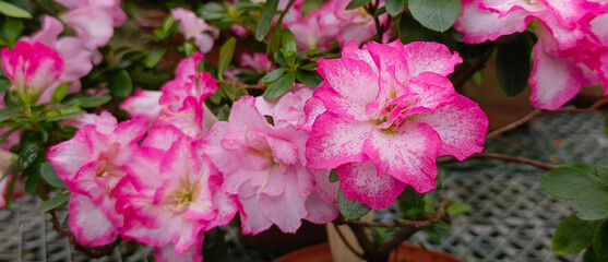 Pink azalea. A plant of the subtropics. The azaleas bloom.