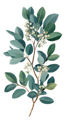 Naklejka premium illustration of eucalyptus isolated on a transparent background